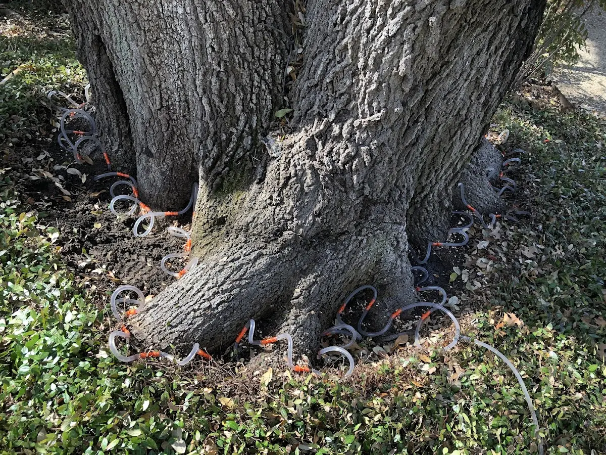 Detailed Tree Cabling and Bracing job site in Ottosen