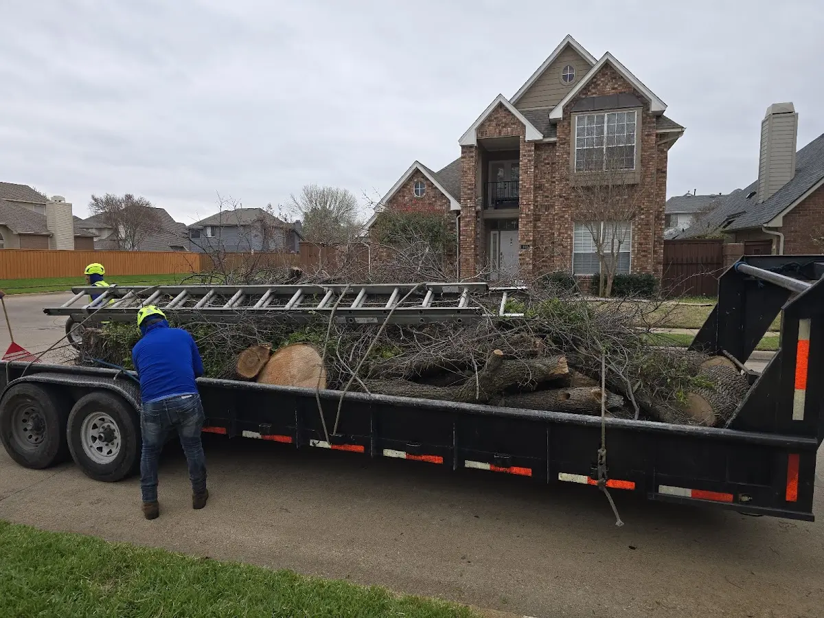 Expert Tree Removal with proper safety equipment in Ottosen